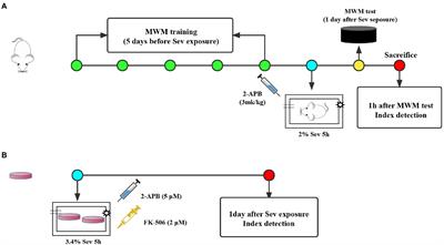 Sevoflurane exposure causes neuronal apoptosis and cognitive dysfunction by inducing ER stress via activation of the inositol 1, 4, 5-trisphosphate receptor